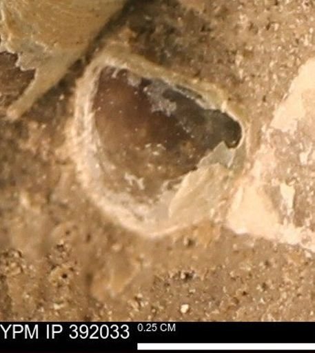 Protocardia sp.