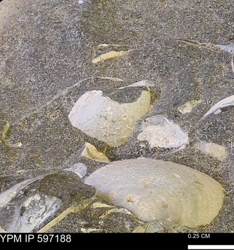 Limopsis striatopunctatus