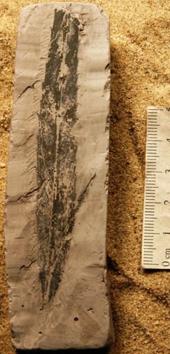 Celastrus arctica
