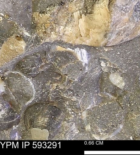 undet. Bivalvia
