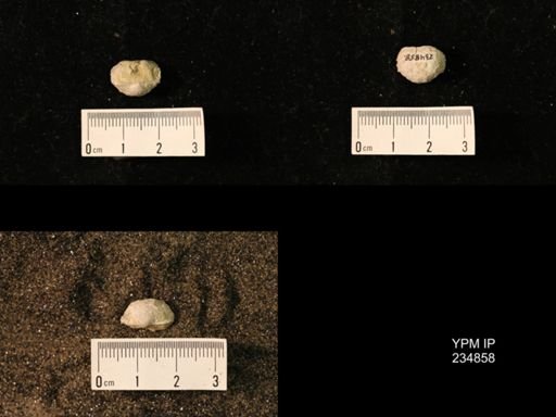 Marginifera fragilis