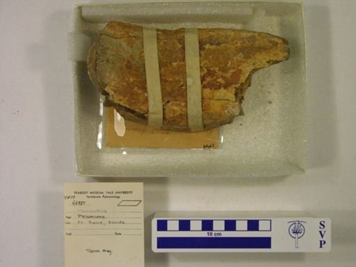 Mammuthus sp.