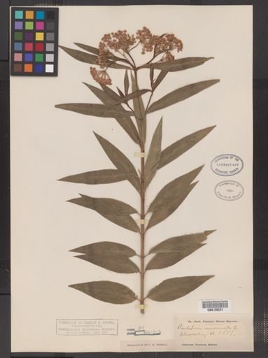 Asclepias incarnata