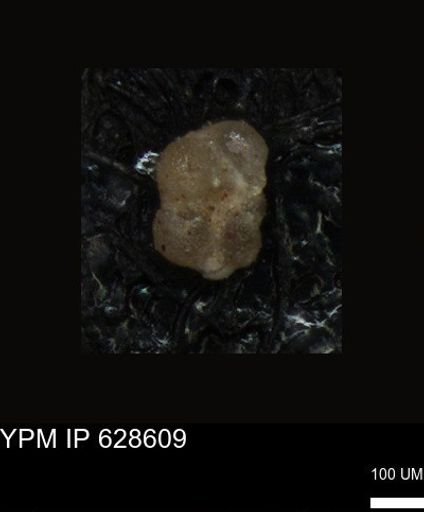 undet. Foraminiferida
