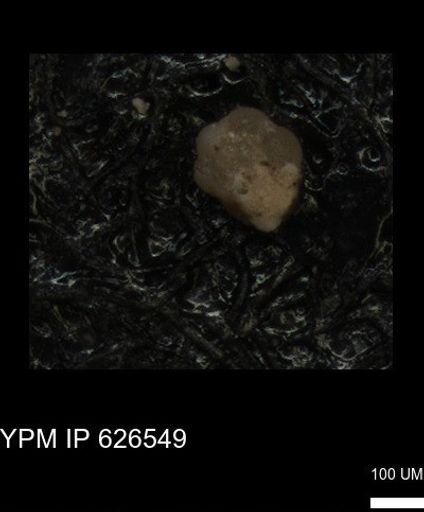undet. Foraminiferida