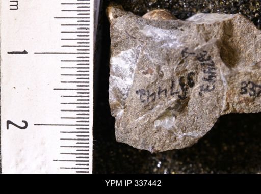 undet. Ostreidae