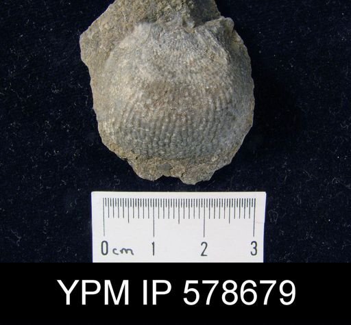 Productus sp.