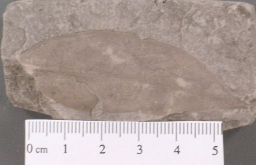 Andromeda latifolia