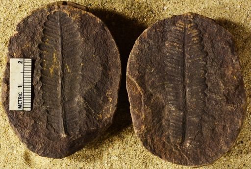 Pecopteris sp.