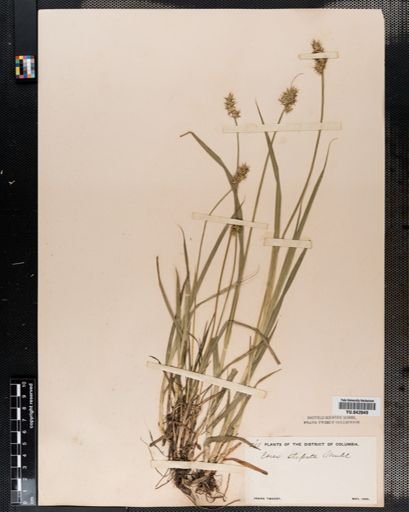 Carex stipata