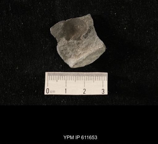Aviculopecten sp.
