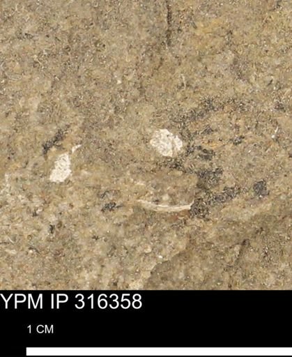 undet. Mollusca