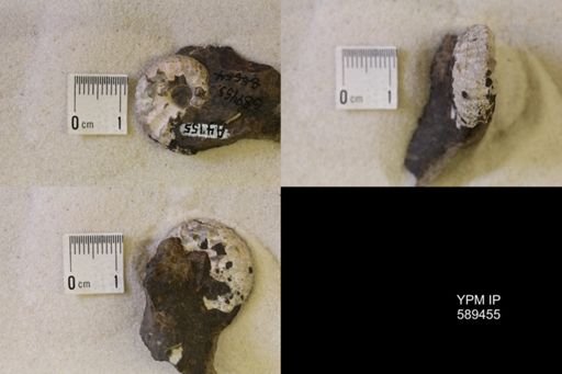 undet. Scaphitidae
