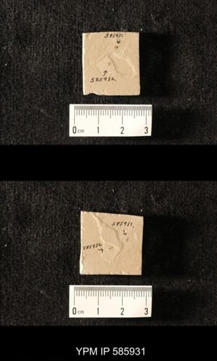 undet. Coleoptera