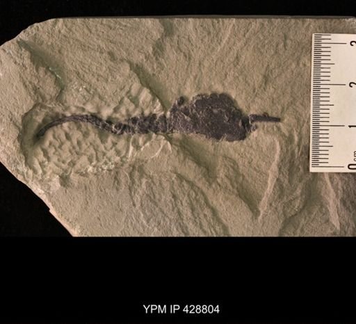 Castericystis sp.