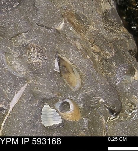 undet. Bivalvia