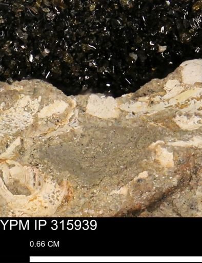 undet. Mollusca