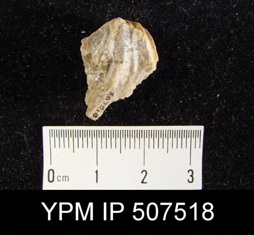Spirifer gregarius