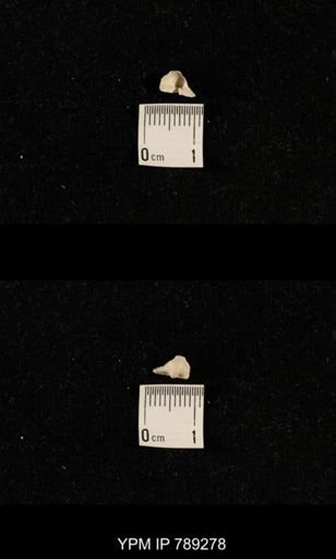undet. Brachiopoda