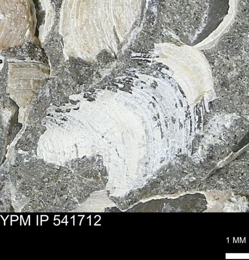 Limopsis striatopunctatus
