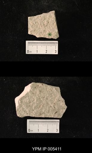 Permelytron schucherti