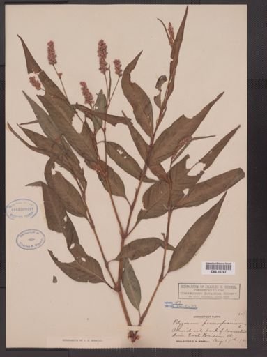 Polygonum pensylvanicum