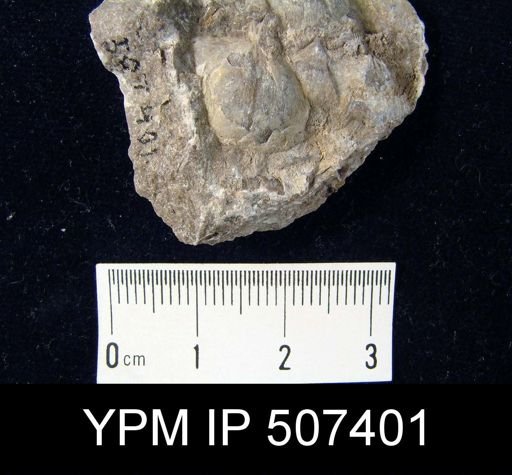 Pholidostrophia iowaensis