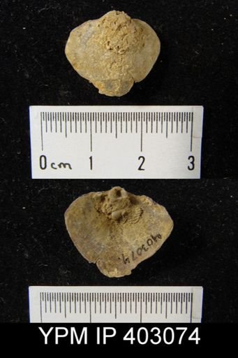 Composita trinuclea