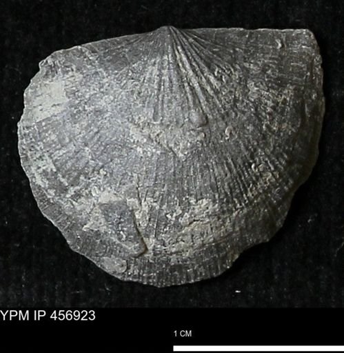 Stropheodonta sp.