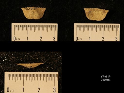 Chonetes granulifer