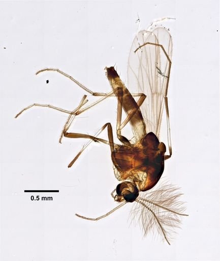 Cricotopus diversus