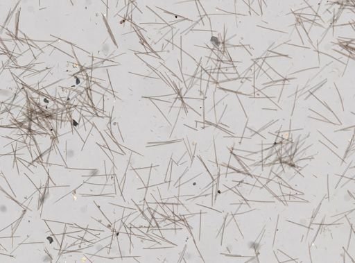 Suberites compactus