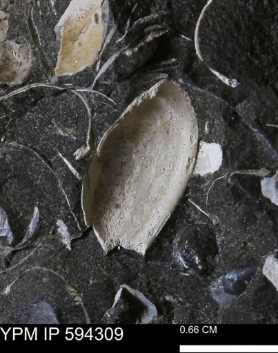 Protocardia sp.