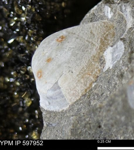 Limopsis striatopunctatus