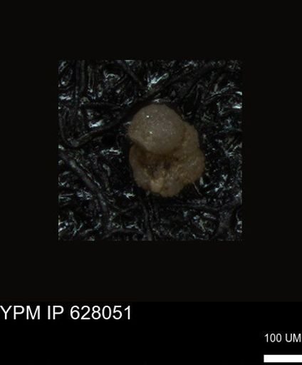 undet. Foraminiferida