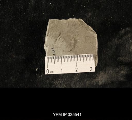 Linoproductus sp.