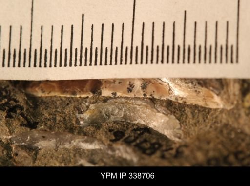 Protocardia subquadrata