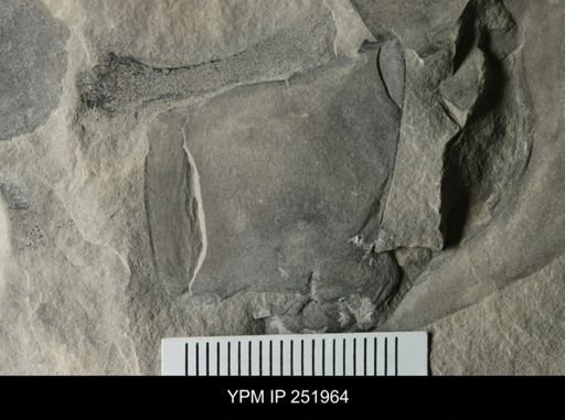 Eurypterus sp.