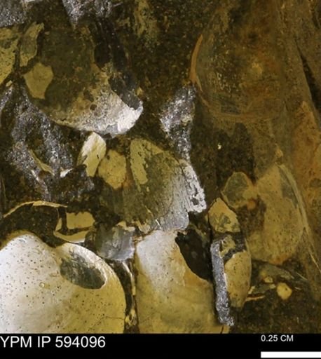 Limopsis? striatopunctatus