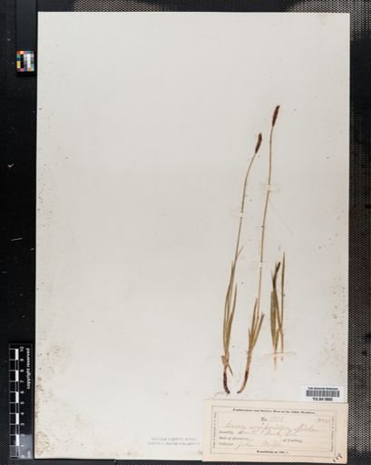 Carex scirpoidea