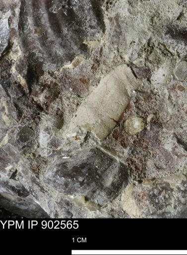 undet. Bivalvia
