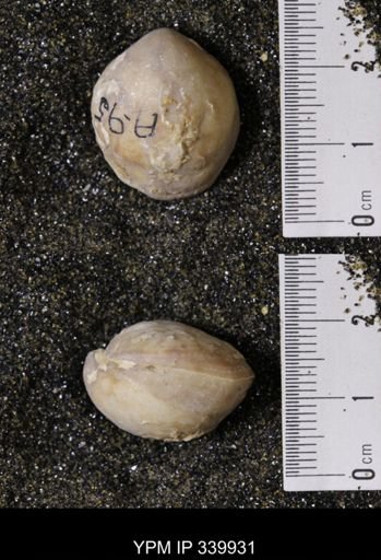 Kingena wacoensis
