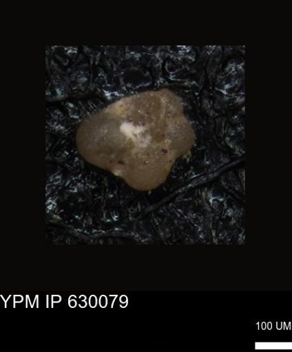 undet. Foraminiferida