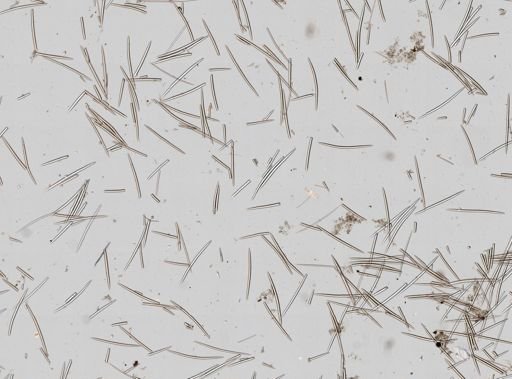 Hemigellius arcofer