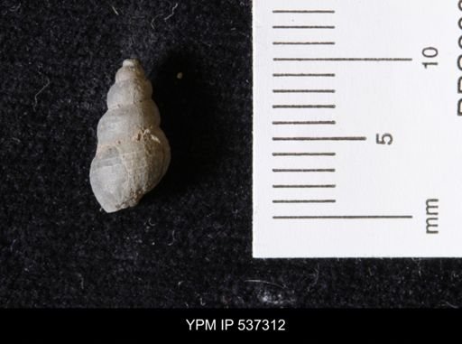 Goniobasis ortmanni
