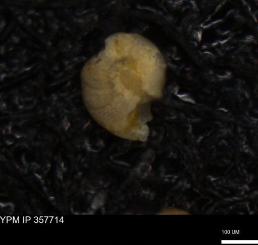 undet. Foraminiferida