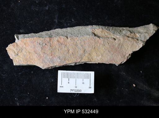 undet. Echinodermata