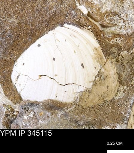 Limopsis striatopunctatus