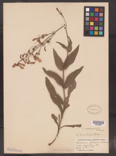 Penstemon hirsutus