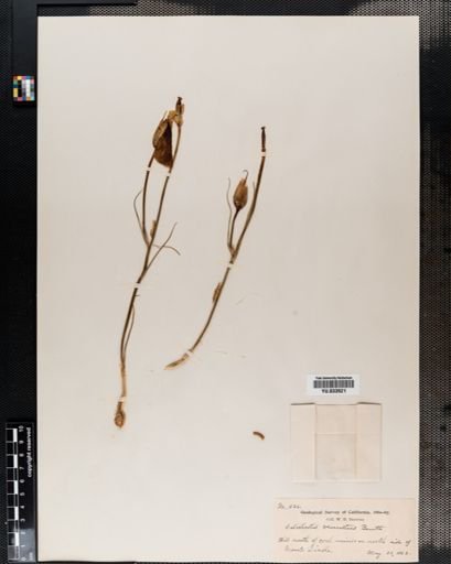 Calochortus